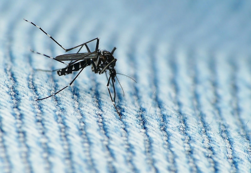 Mosquito on a blue blanket